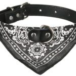 Hundehalsband »Paisley« mit Dreieckstuch/Bandana; einfach cool; diverse Farben und Größen von scarlet pet