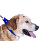 Hundehalsband »Universal« mit Klickverschluss und Längenverstellung; diverse Farben und Größen; robustes Nylon von scarlet pet – Bild 4
