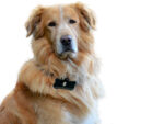 Hundekotbeutel »PetPoopPicker« mit Beutelspender und Leinenclip; dick, dicht, sicher und hygienisch von scarlet pet – Bild 6